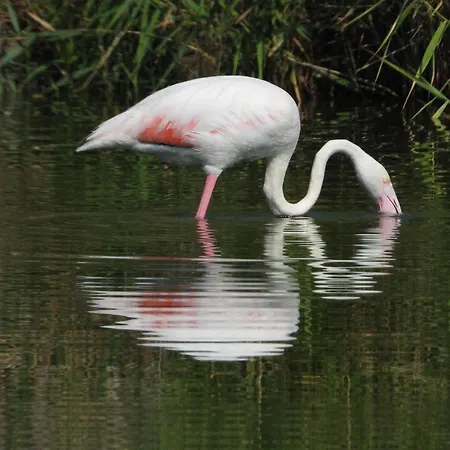 La Casa Dei Girasoli * Maracalagonis